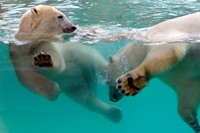 duree rencontre avec dauphins marineland