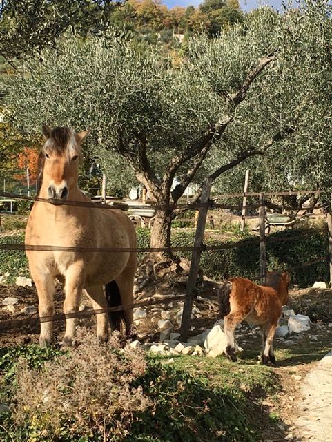 visite-ferme-animaux-chevaux-poneys-activites-enfant-vacances-nice-cote-azur