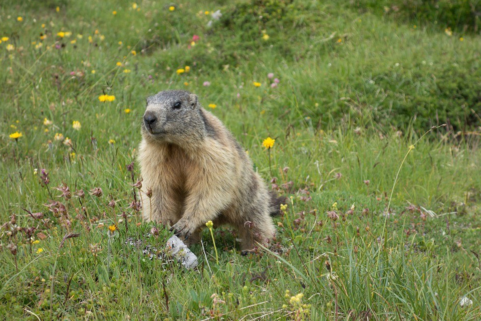 randonnee-facile-montagne-famille-greolieres-marmottes-itineraire