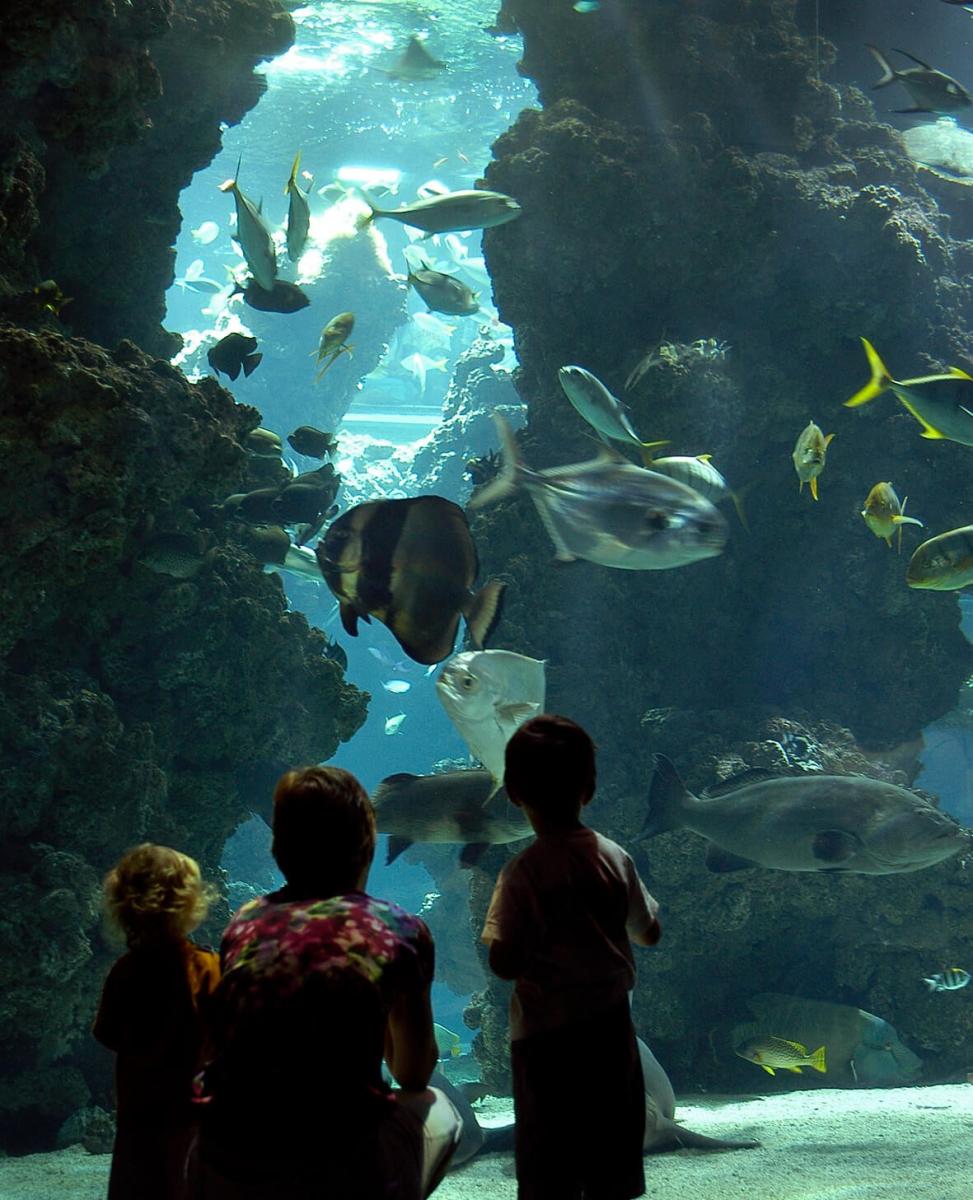 visite-famille-enfants-musee-monaco-aquarium-poissons-animations-horaires-tarifs