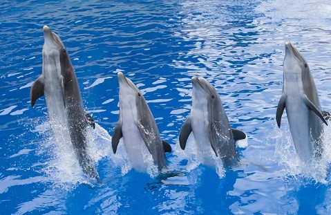 spectacle-dauphins-marineland-antibes-parc-marin