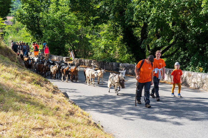 activite-montagne-juillet-transhumance-troupeaux-moutons-valdeblore-alpes-maritimes