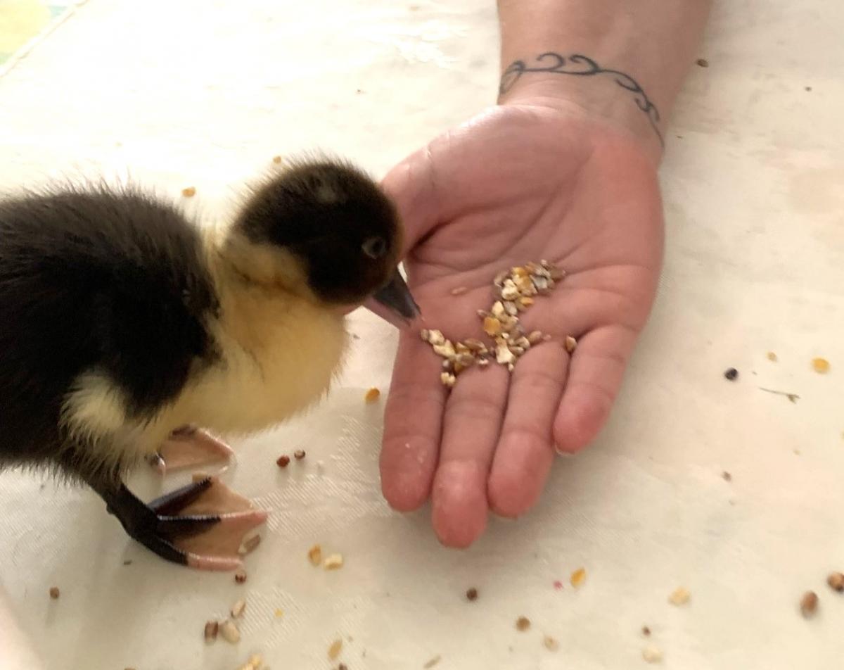 rencontre-animaux-ferme-pedagogique-nice-alpes-maritimes