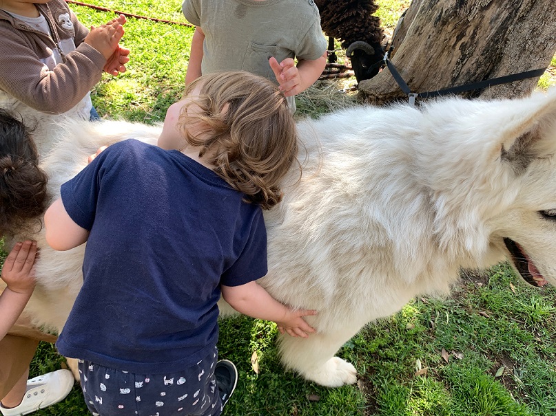 visite-ferme-animaux-poneys-nice-alpes-maritimes