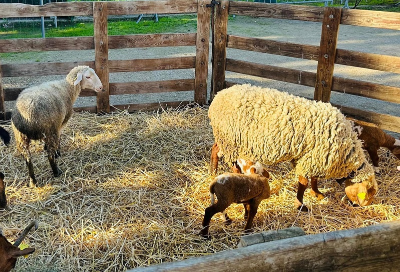 rencontre-animaux-ferme-pedagogique-alpes-maritimes