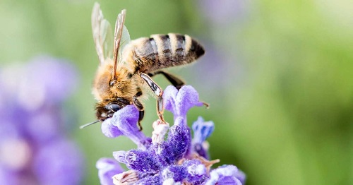 fete-abeille-nice-parc-phoenix-animations-atelier