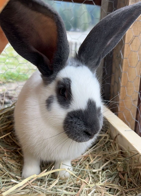 visite-ferme-petits-animaux-lapins-poules-alpes-maritimes-06