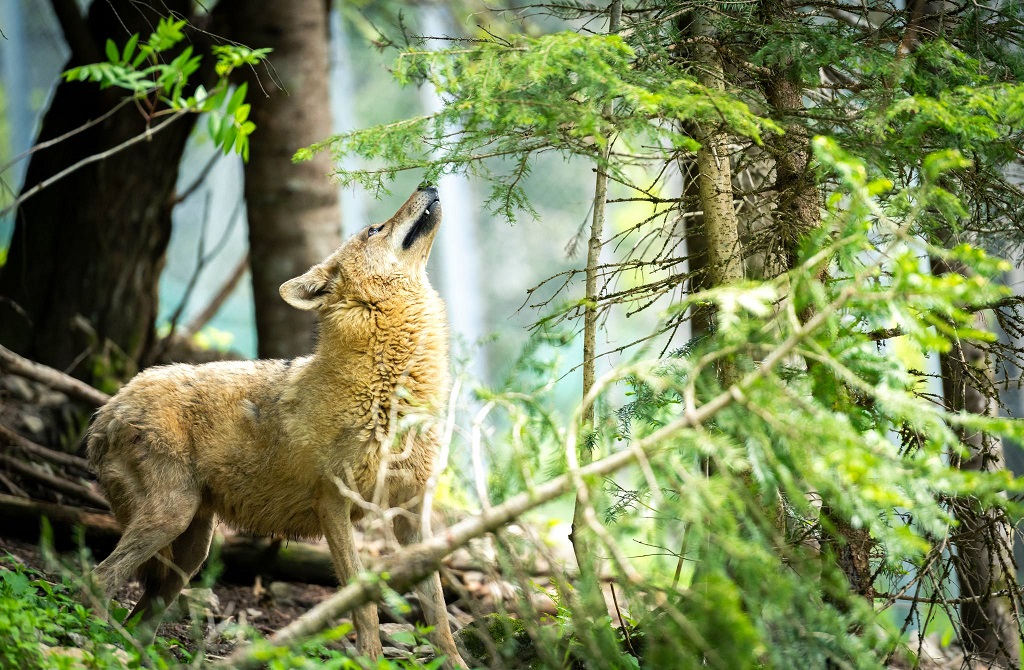 parc-loups-alpes-maritimes-vesubie-visite-animations