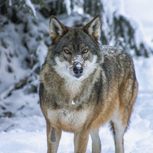 parc-alpha-loups-visite-activites-enfants-animations-soigneurs-06