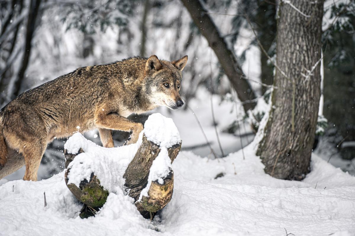 visite-parc-alpha-loups-neige-montagne-alpes-maritimes-vacances-noel