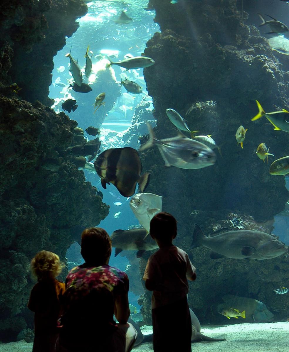 requin-musee-oceanographique-animations-famille-enfants-vacances