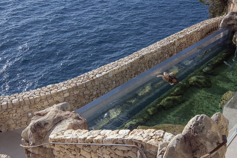 aquarium-monaco-poissons-tortues-visite-animations-enfants-famille-cote-azur