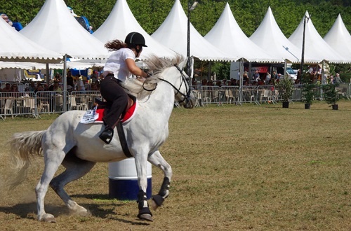 fete-cheval-levens-programme-concours-equitation