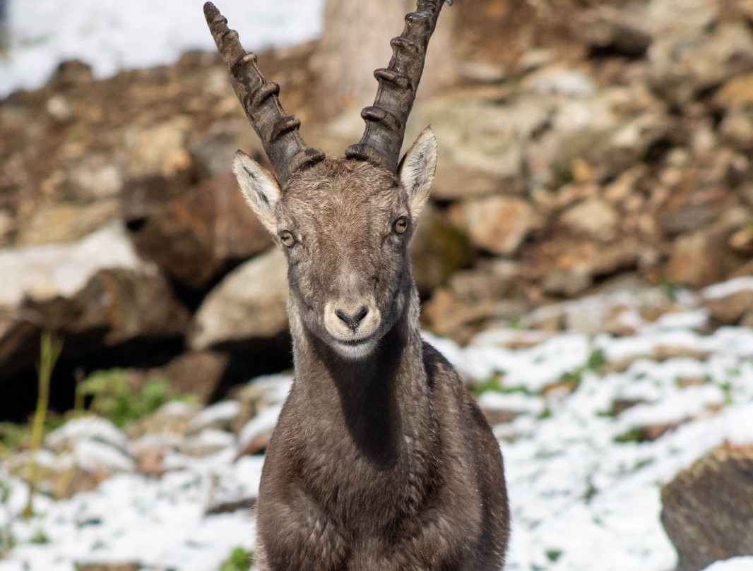 parc-animalier-loup-chamois-animaux-sauvages-alpes-maritimes-06