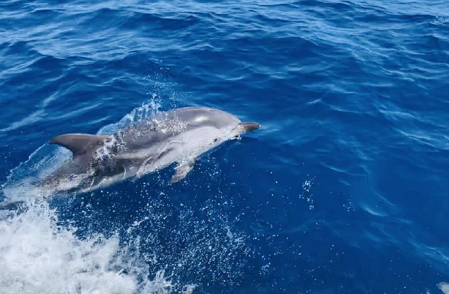 reserver-sortie-mer-excursion-bateau-dauphins-mediterranee-cote-azur