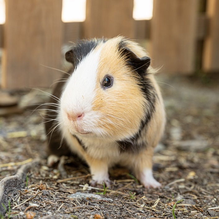 visite-ferme-petits-animaux-lapins-poules-alpes-maritimes-06