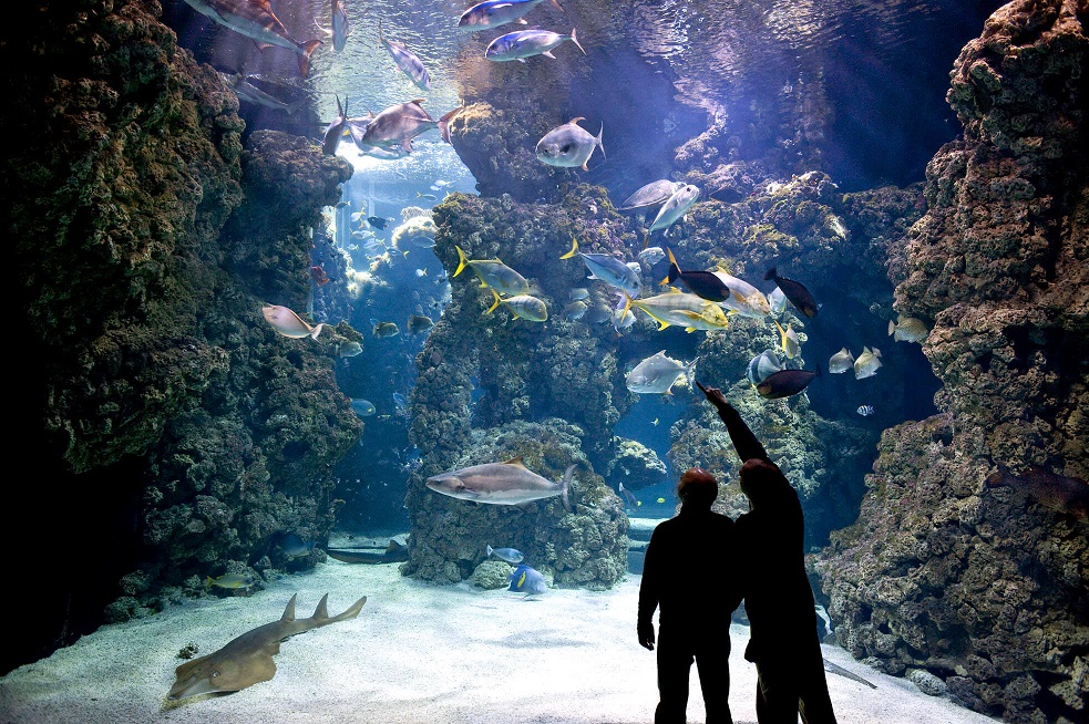 aquariums-musee-monaco-mer-animations-enfant-adolescent-famille-horaires