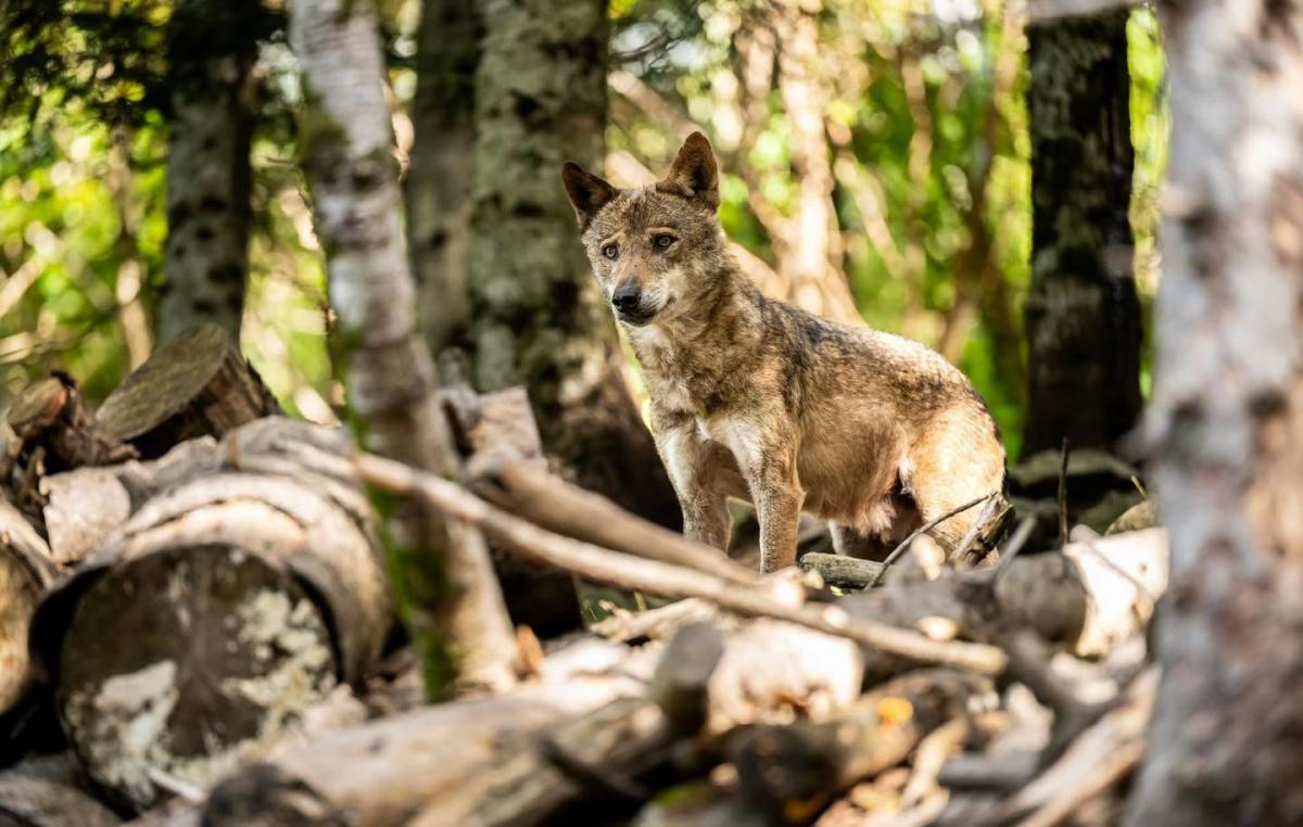 visite-parc-alpha-animations-vacances-toussaint-halloween-saint-martin-vesubie