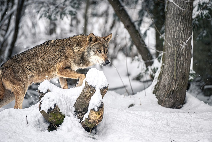 reserver-activite-soigneur-loups-parc-alpha-nourrissage-passion-loup-vesubie