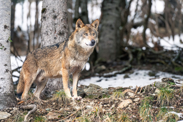 reserver-activite-soigneur-loups-parc-alpha-nourrissage-passion-loup-vesubie