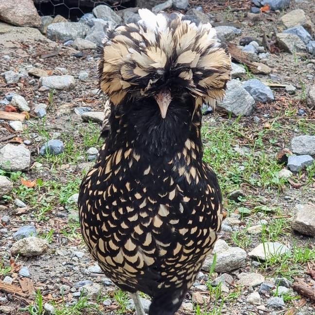 ferme-pedagogique-parc-animalier-alpes-maritimes-visite-enfants-famille