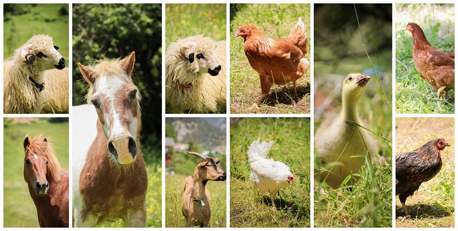 visite-ferme-pedagogique-animaux-alpes-maritimes-06-cote-azur-montagne-roubion