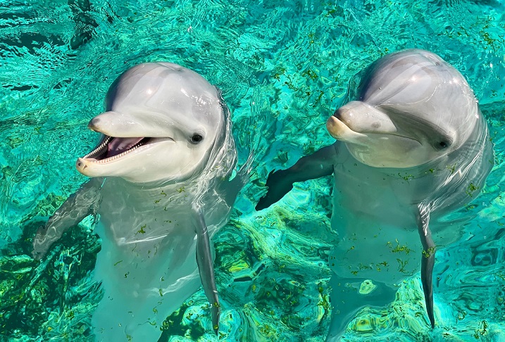 parc-marin-dauphins-marineland-antibes-cote-azur-visite-animations
