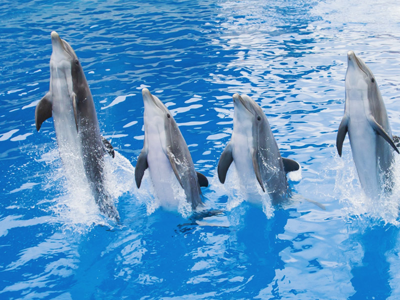 marineland-dauphins-spectacle-sortir-enfants-06