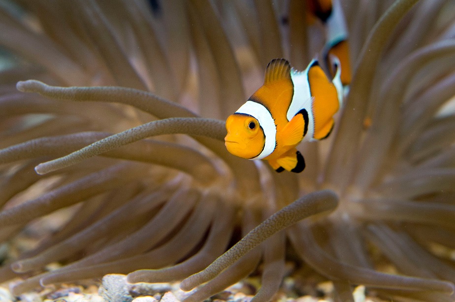 adopter-poisson-clown-aquarium-monaco-especes-oceans