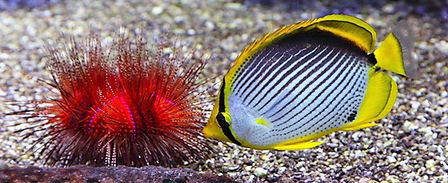aquarium-monaco-poissons-bassins-mediterrannee