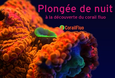 plongee-decouverte-corail-fluorescent-musee-oceanographique