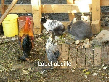 animaux-ferme-nice-trinite-tourrette-levens-famille