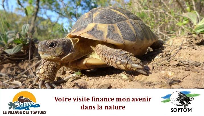 village-tortues-sortie-famille-pedagogique-hermann