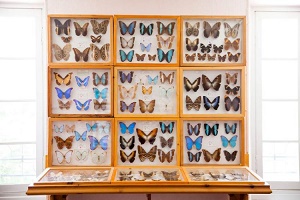 musee-papillons-tourrette-levens-sortie-famille