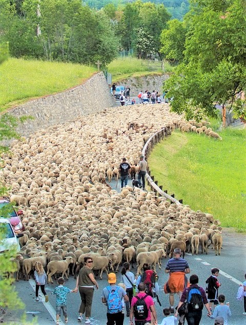 voir-troupeau-moutons-montagne-tinee-06