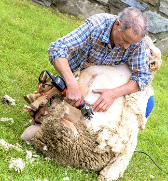 fete-transhumance-moutons-saint-etienne-tinee