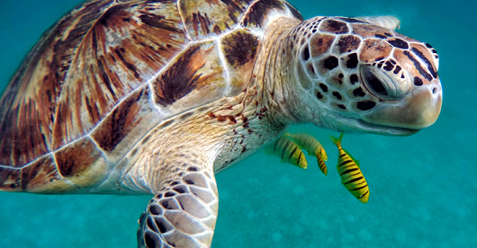 odysee-tortue-marine-monaco-aquarium-clinique