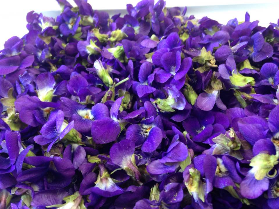 fete-violettes-french-riviera-sortie-famille