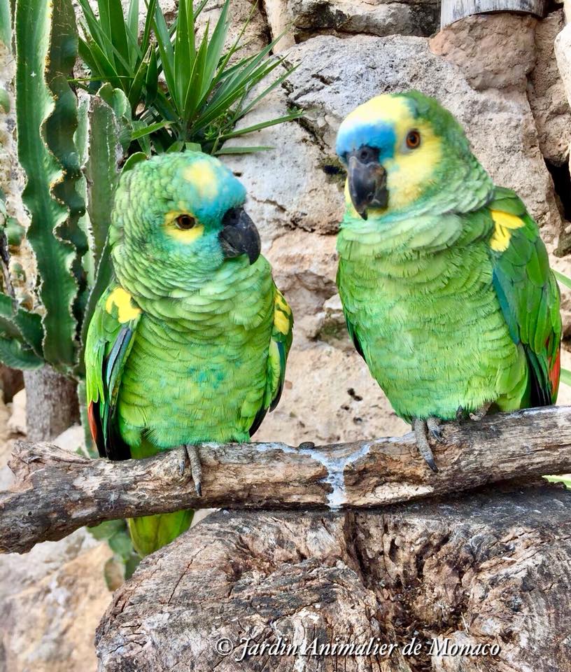 perroquet-oiseaux-jardin-animalier-monaco