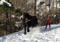 skijoering-ski-cheval-colmiane-valdeblore