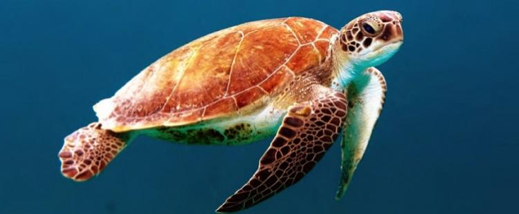 odysee-tortues-marines-musee-oceanographique-monaco