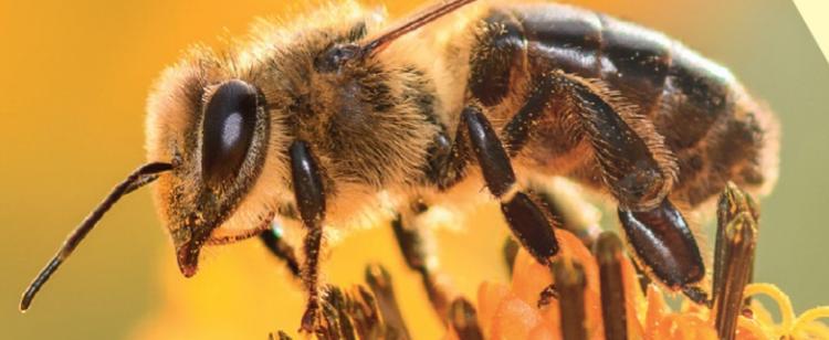 fete-abeille-parc-phoenix-nice-animations-miel-apiculture-2022