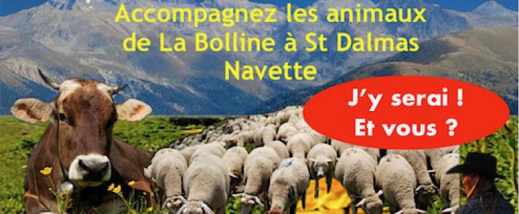 transhumance-animaux-montagne-animations-bolline-valdeblore-2023