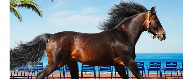 A Cheval 06 L Evenement A Nice Dimanche 13 Octobre 19 Pas D Edition Recreanice