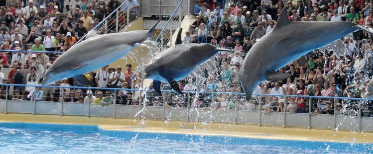 marineland-antibes-affiche-programme-tarif