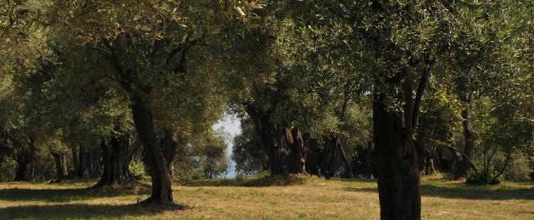 parc-estienne-orves-nice-sortie-famille