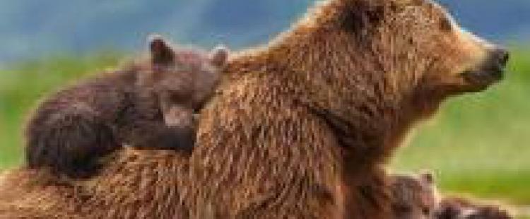 grizzly-film-cinema-avis-critiques