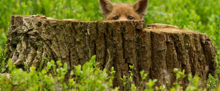 mini-camp-nature-enfants-tende-curieux