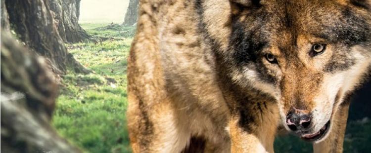 parc-alpha-loup-vesubie-boreon-famille