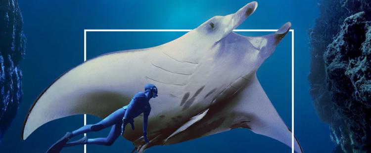 immersion-expo-interactive-musee-oceanographique-monaco